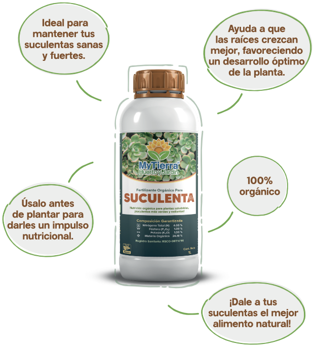 suculenta-img3.png