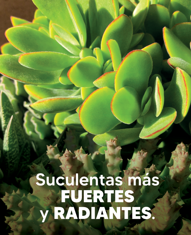 suculenta-img5.png