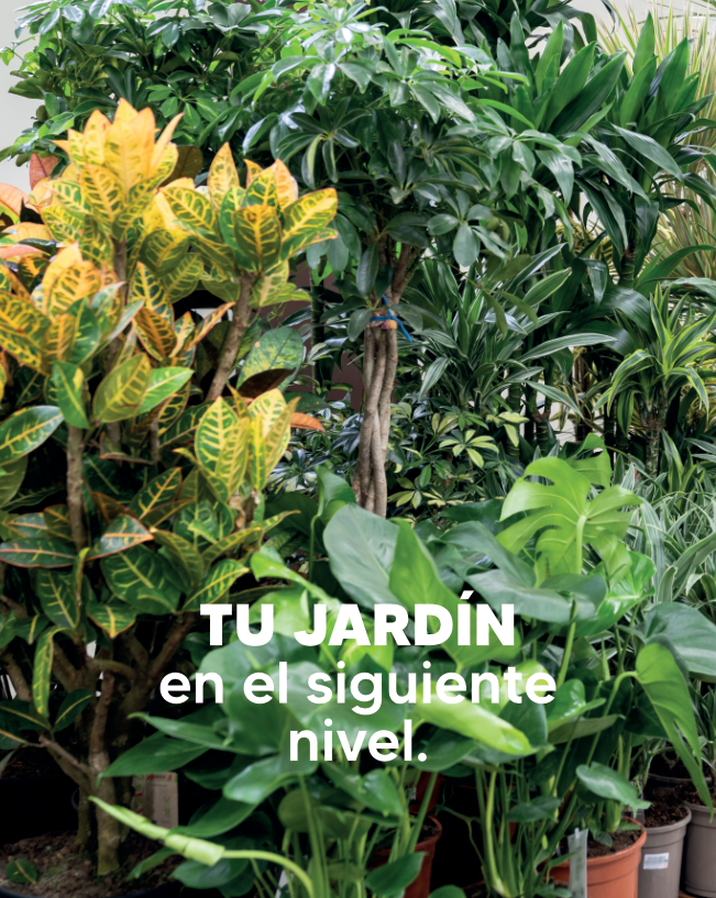 todoverde-img4.png